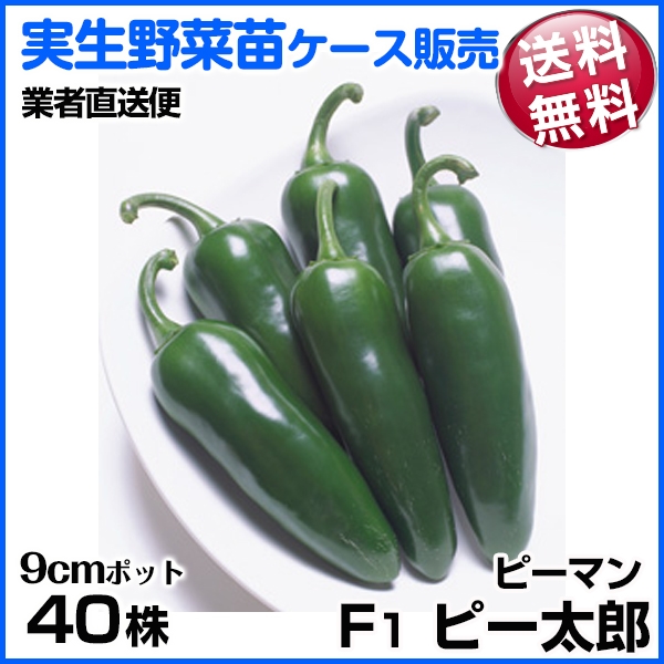 野菜苗ケース販売 ピーマン 実生F1ピー太郎 6月発送 1ケース(40株) 送料無料 /業者直送便