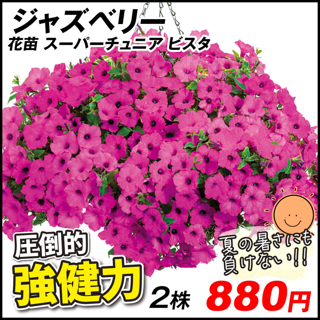 花苗 スーパーチュニアR ビスタジャズベリー 2株 品種登録出願中