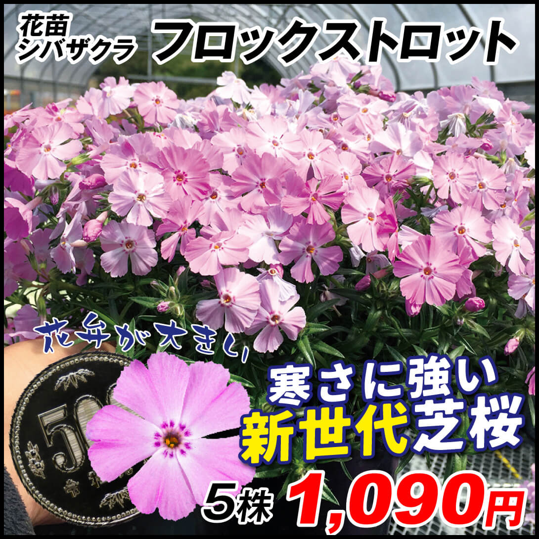 花苗 芝桜 フロックストロット 5株