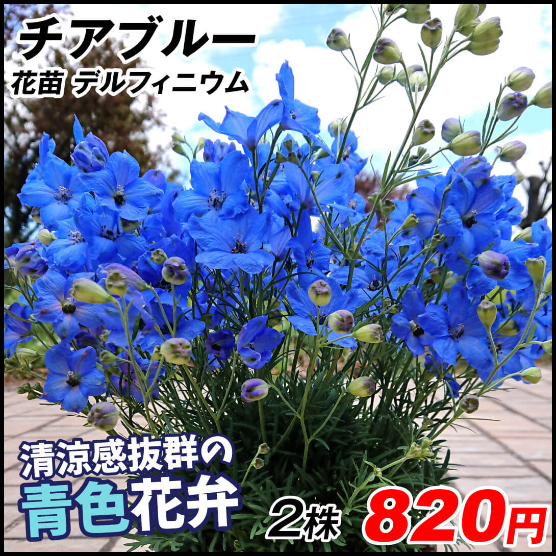 花苗 デルフィニウム チアブルー