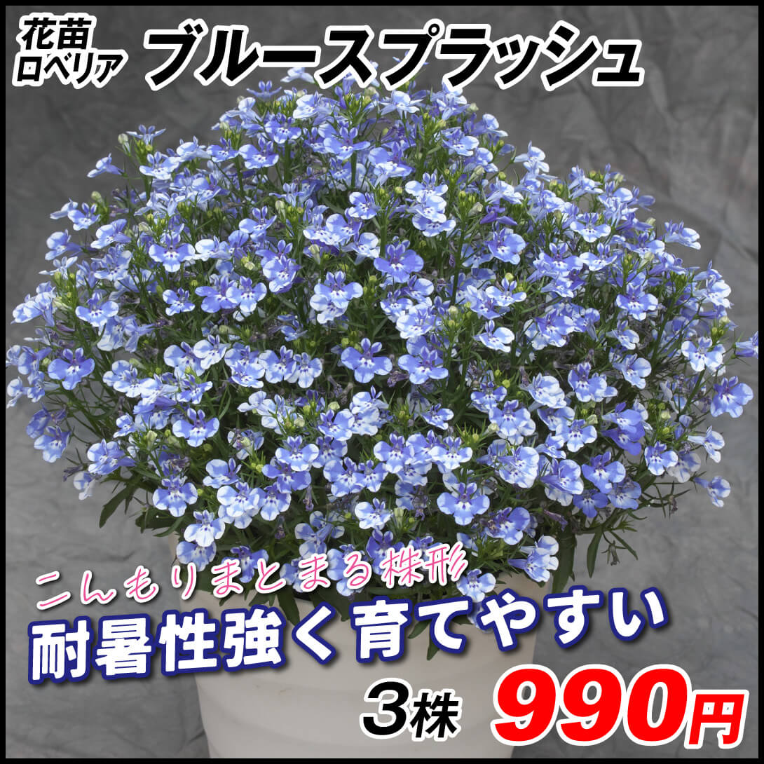 花苗 ロベリア レオン ブルースプラッシュ