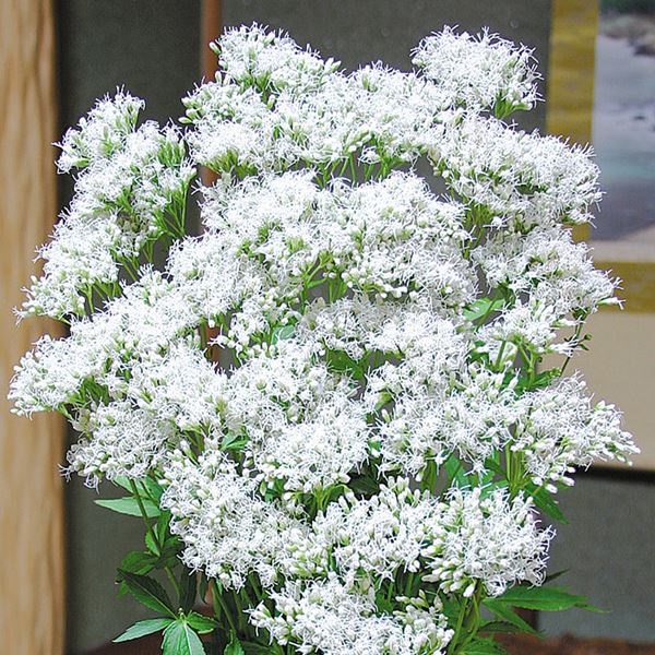 花苗 フジバカマ 白花フジバカマ 2株