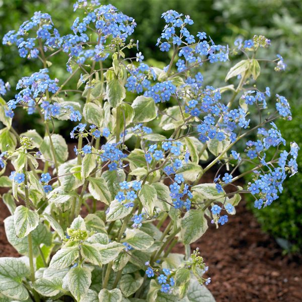 花苗 ブルンネラ キングスランサム 1株