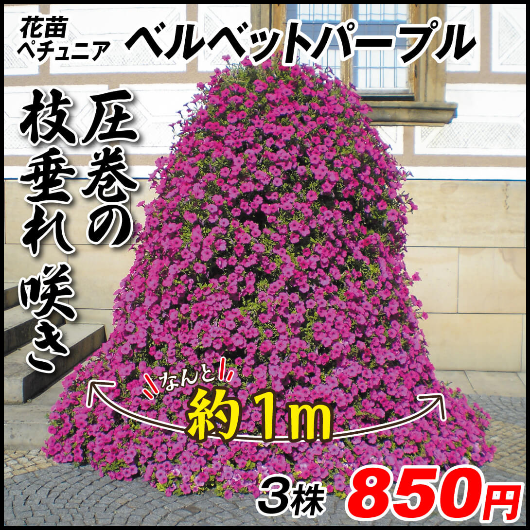 花苗 ペチュニア ベルベットパープル