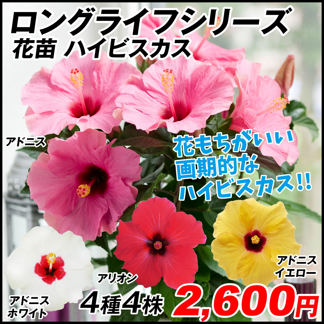 花苗 ハイビスカス ロングライフシリーズセット 4種4株