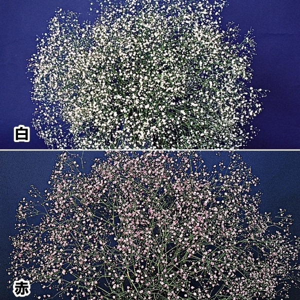 花苗 かすみ草 宿根かすみ草セット 2種4株