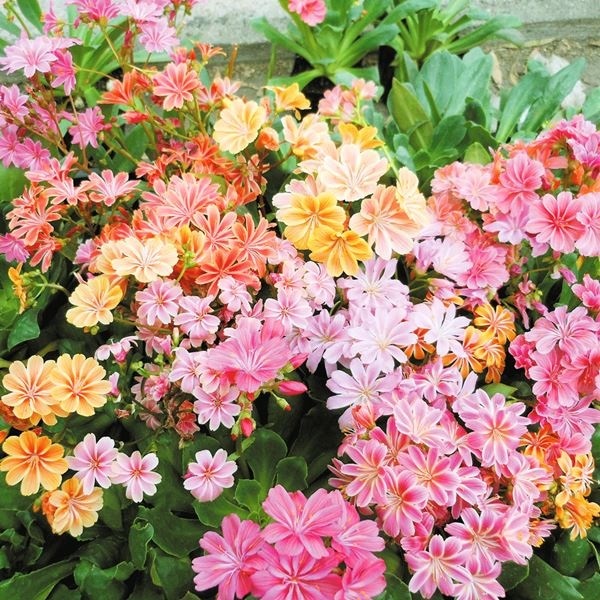 花苗 レウィシア エリーゼミックス(花色無選別)