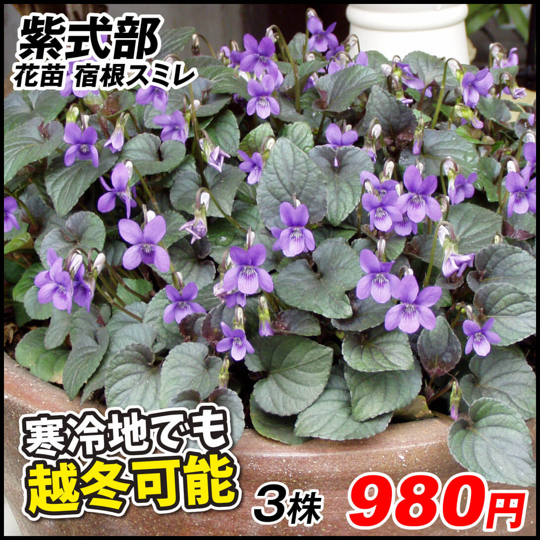 花苗 宿根スミレ 紫式部 3株
