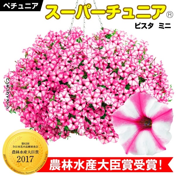 花苗 スーパーチュニア（R） ビスタミニ ピンクスター 2株