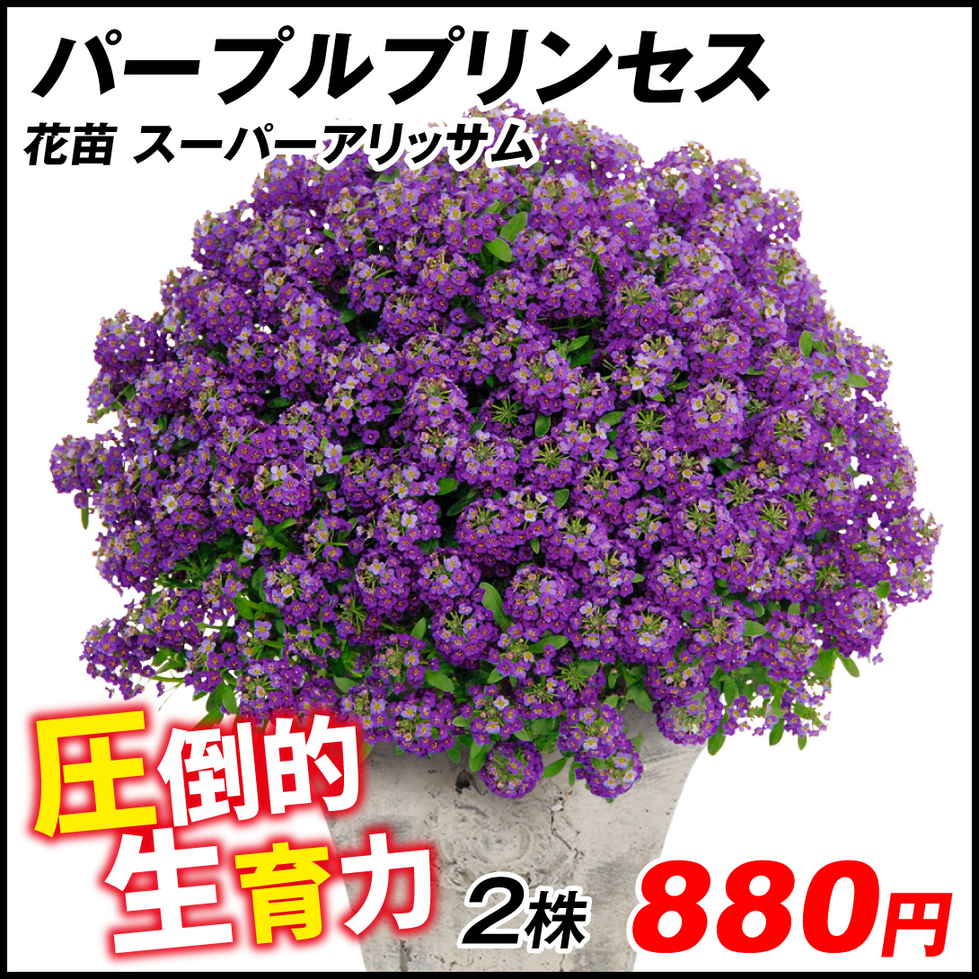 花苗 スーパーアリッサム パープルプリンセスPVP 2株