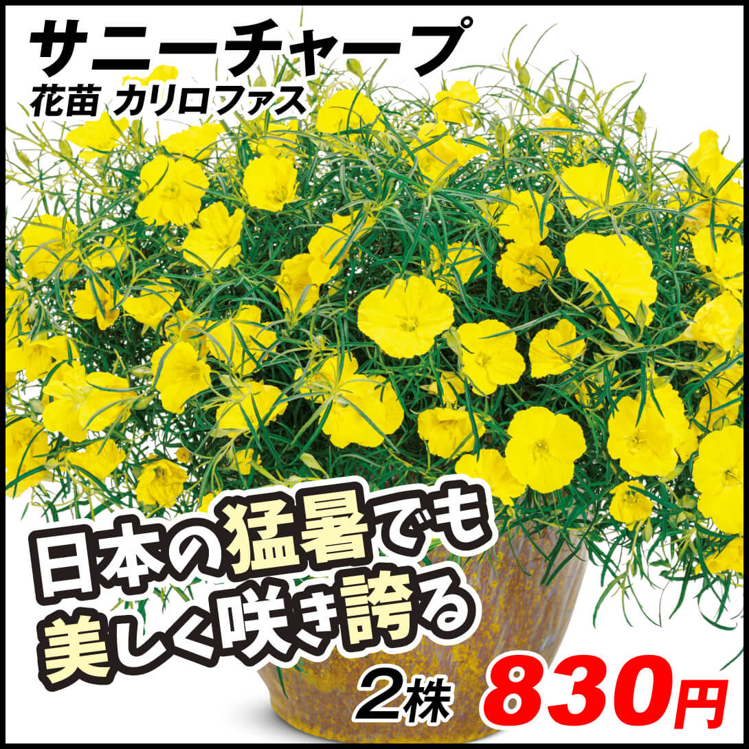 花苗 カリロファス サニーチャープ 品種登録出願中 2株