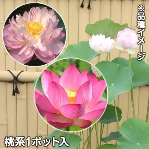 水生植物 花ハス桃花 1ポット