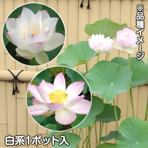 水生植物 花ハス白花 1ポット