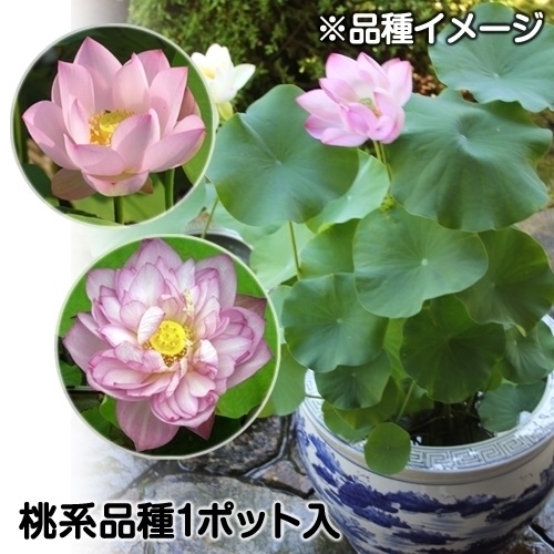 水生植物 茶碗ハス桃花 1ポット