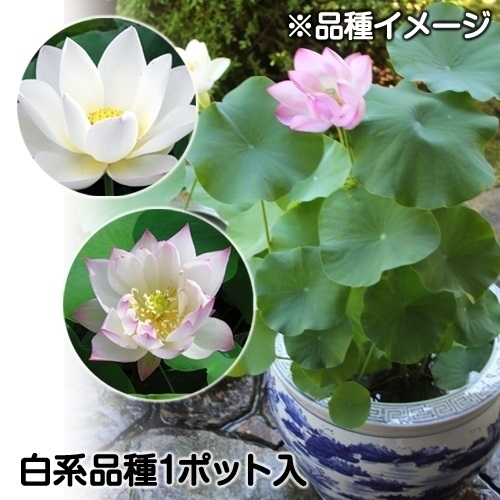 水生植物 茶碗ハス白花 1ポット