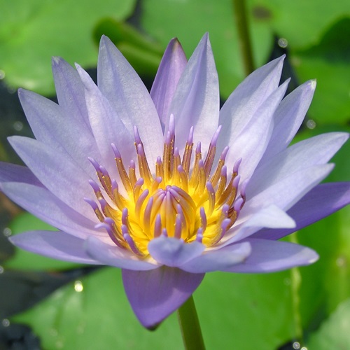 水生植物 熱帯睡蓮 青花 1ポット