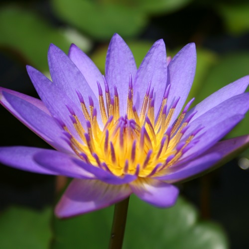 水生植物 熱帯睡蓮 紫花 1ポット