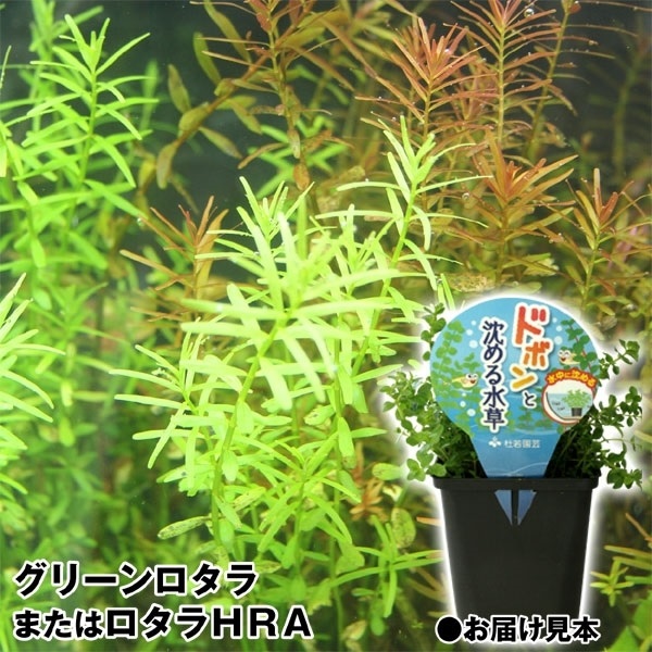 水生植物 ドボンと沈める水草 1個 グリーンロタラ ロタラＨＲＡ
