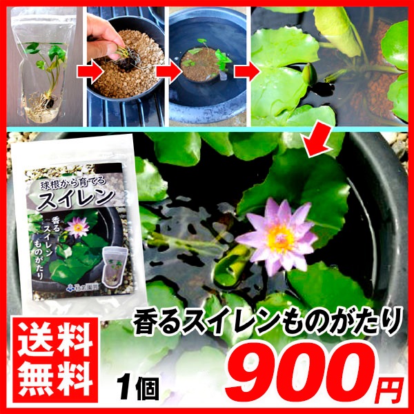 水生植物球根 香るスイレンものがたり 1個 送料無料