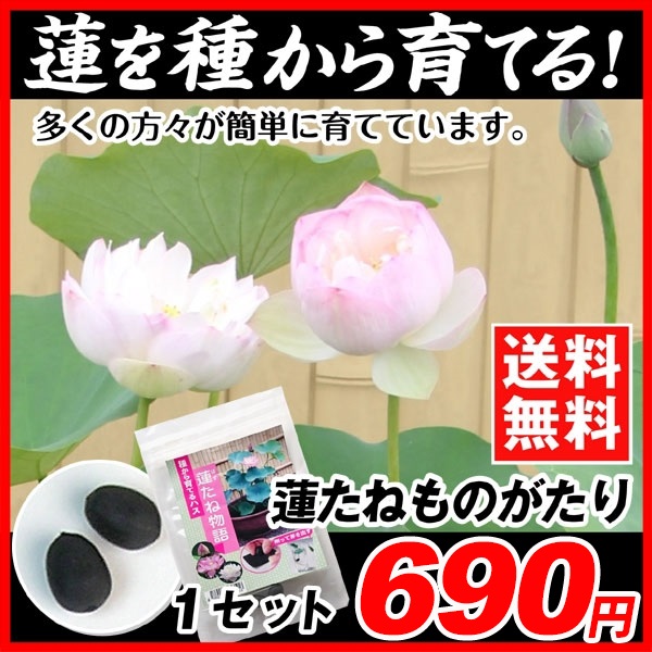 水生植物タネ 蓮たねものがたり 1個 送料無料