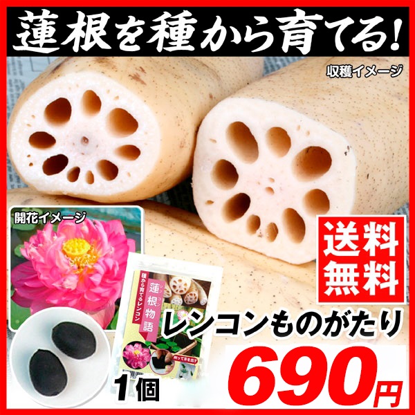 水生植物タネ れんこんものがたり 1個 送料無料