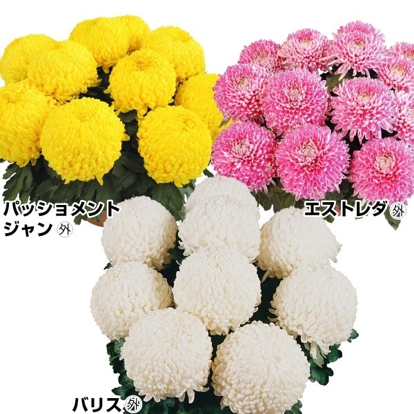 菊苗 皇帝菊 皇帝菊セット 3種3株 送料無料