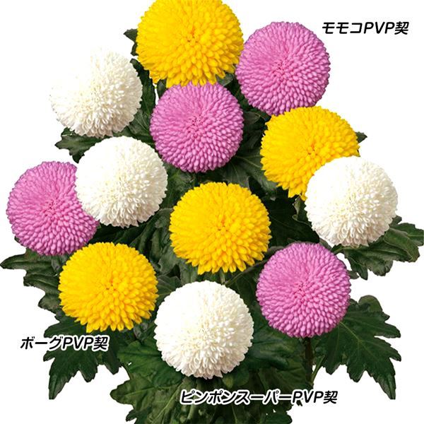 菊苗 巨大ポンポン菊Aセット 3種6株 送料無料
