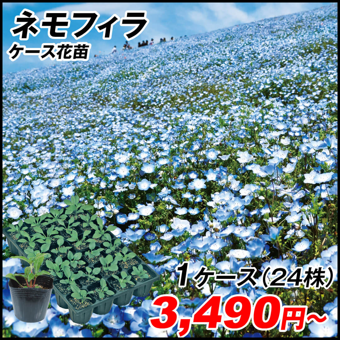 ケース花苗 ネモフィラ ブルー
