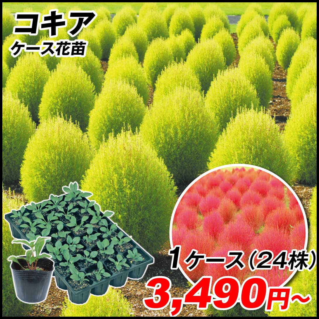 ケース花苗 コキア