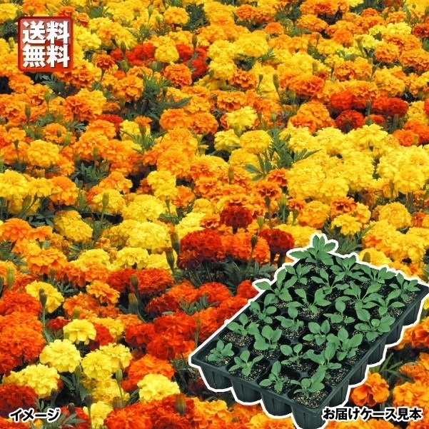 ケース花苗 フレンチマリーゴールドミックス(花色無選別)