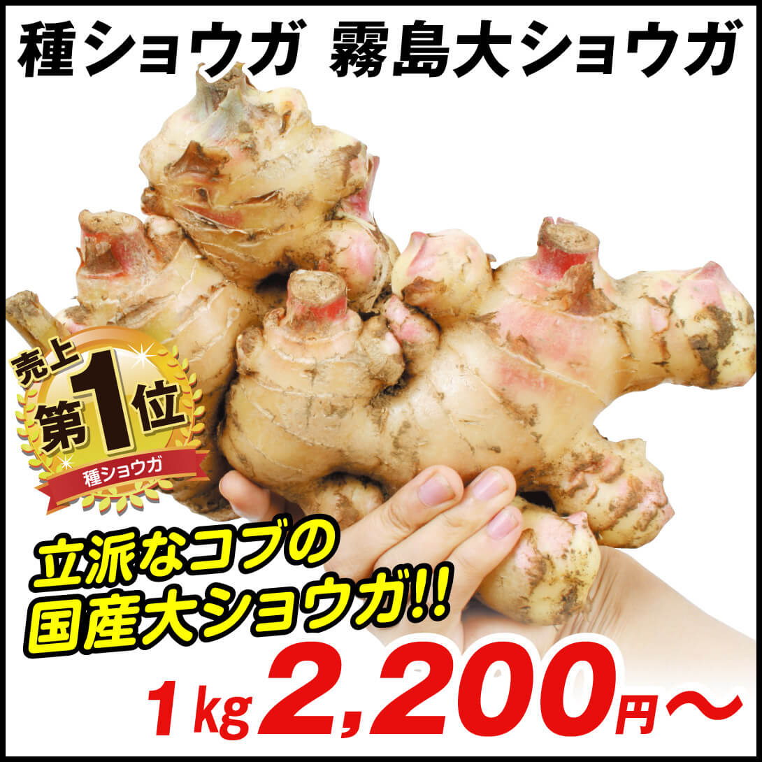 霧島大ショウガ