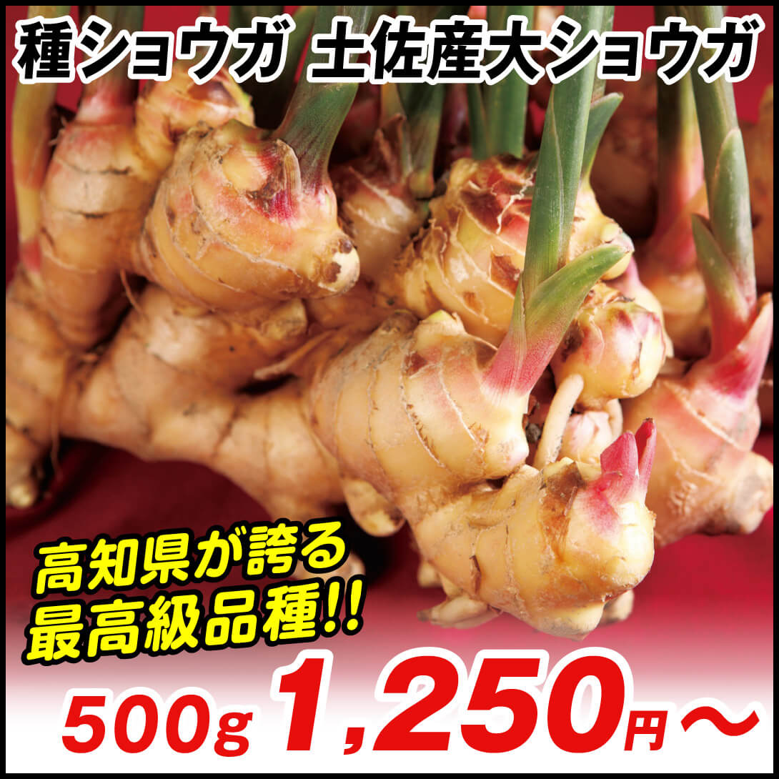 土佐産大ショウガ　５００ｇ