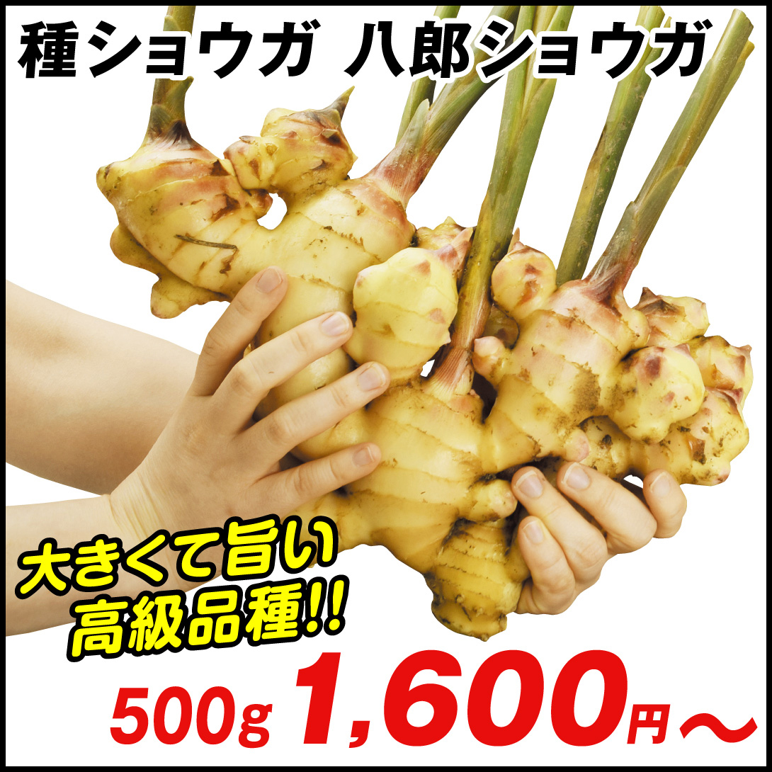 種ショウガ 八郎ショウガ 500g