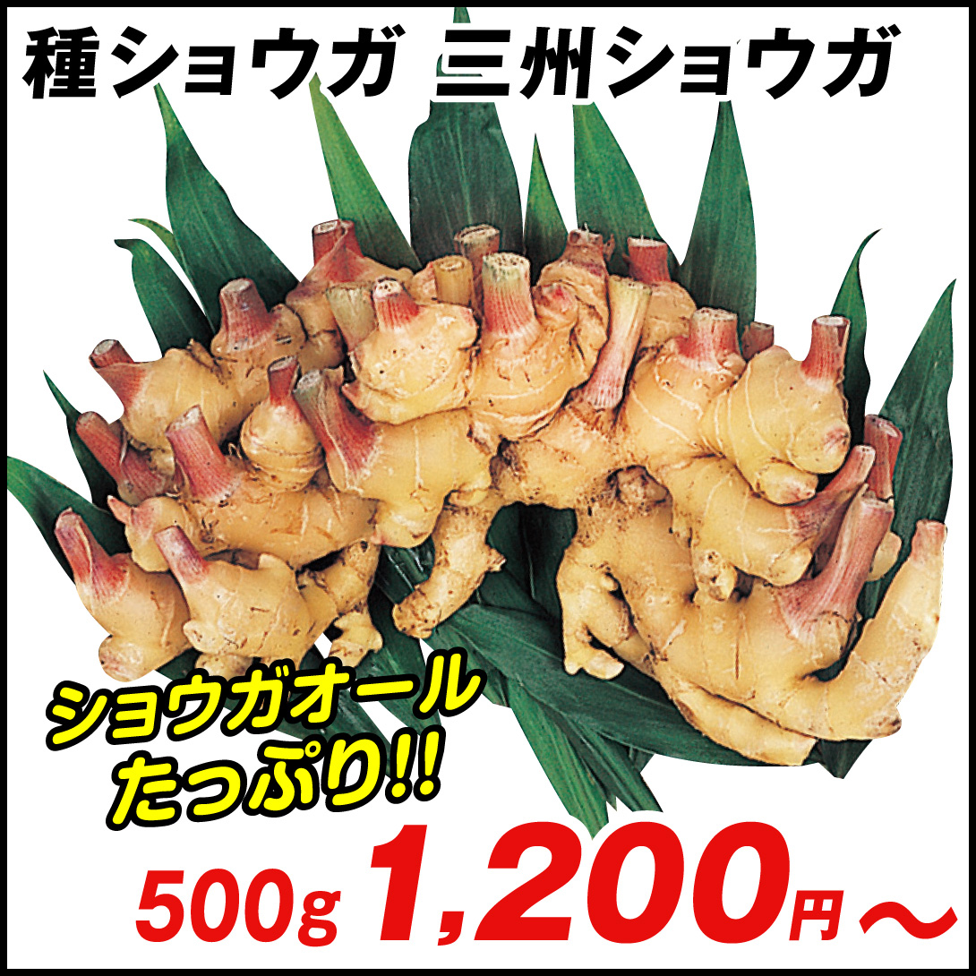 種ショウガ 三州ショウガ