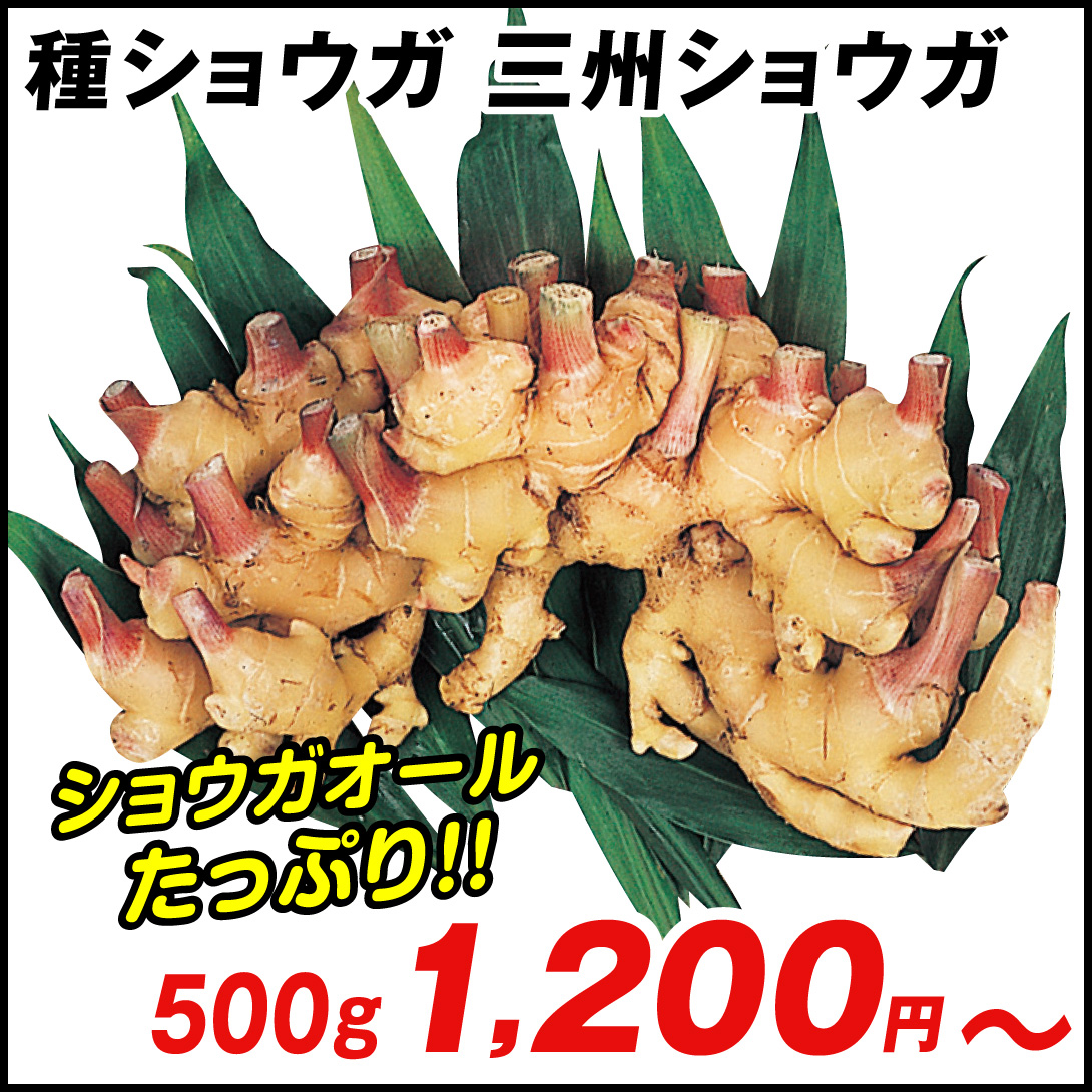 種ショウガ 三州ショウガ 500g