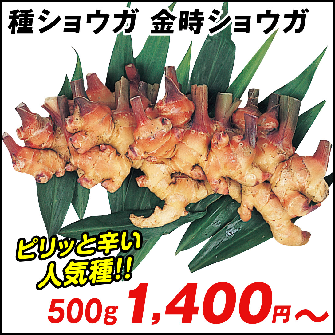 種ショウガ 金時ショウガ 500g