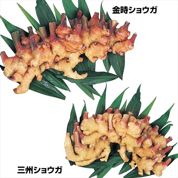 種ショウガ 美味小ショウガセット 2種1kg(各500g)