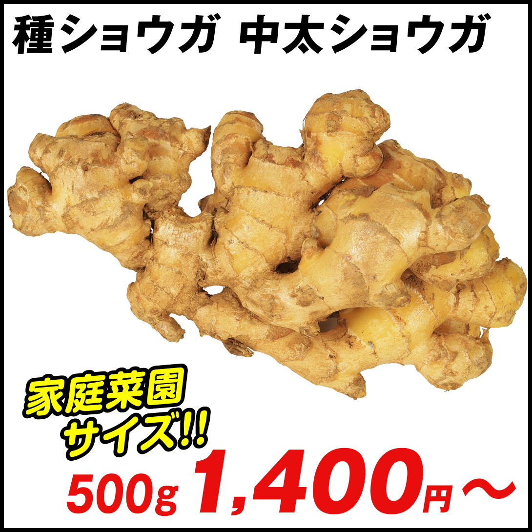種ショウガ 中太ショウガ
