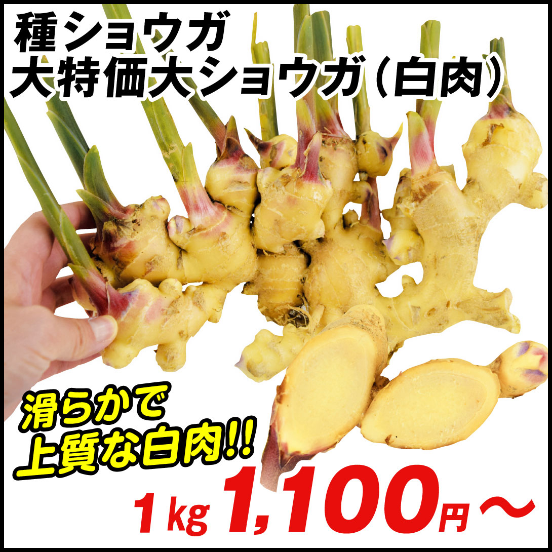 種ショウガ 大ショウガ(白肉)