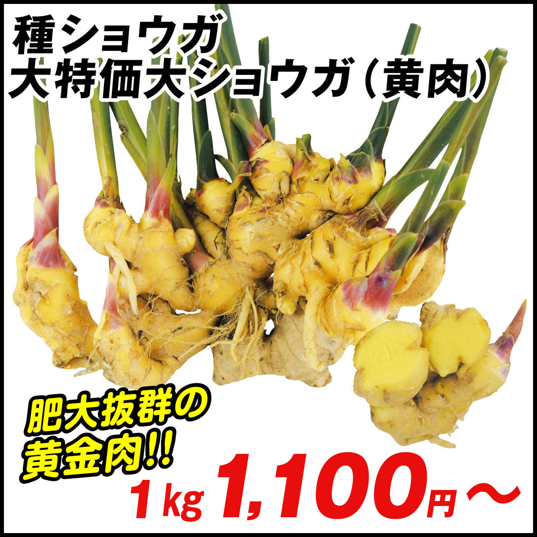種ショウガ 大ショウガ(黄肉)