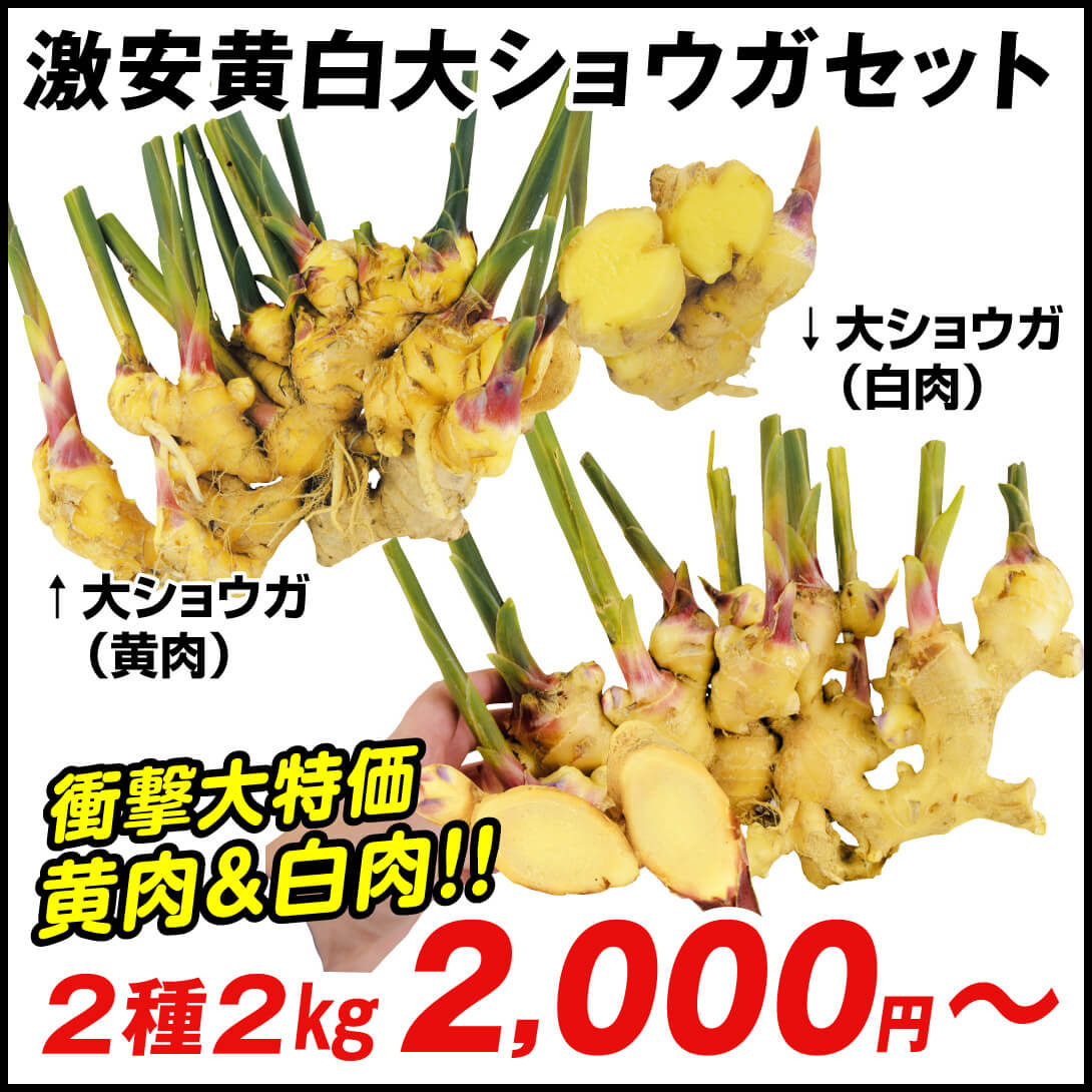 種ショウガ 激安黄白大ショウガセット