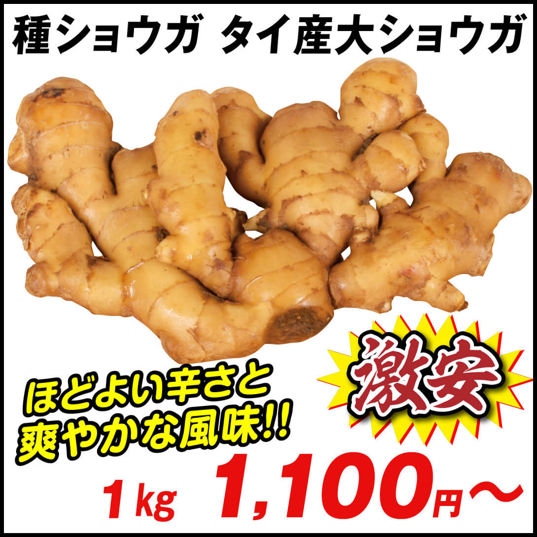 種ショウガ タイ産大ショウガ(近江生姜) 1kg