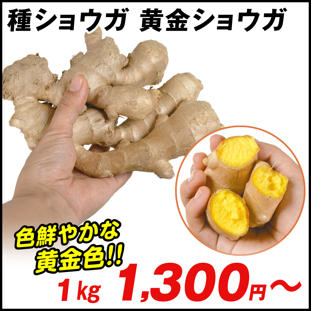 種ショウガ 黄金ショウガ