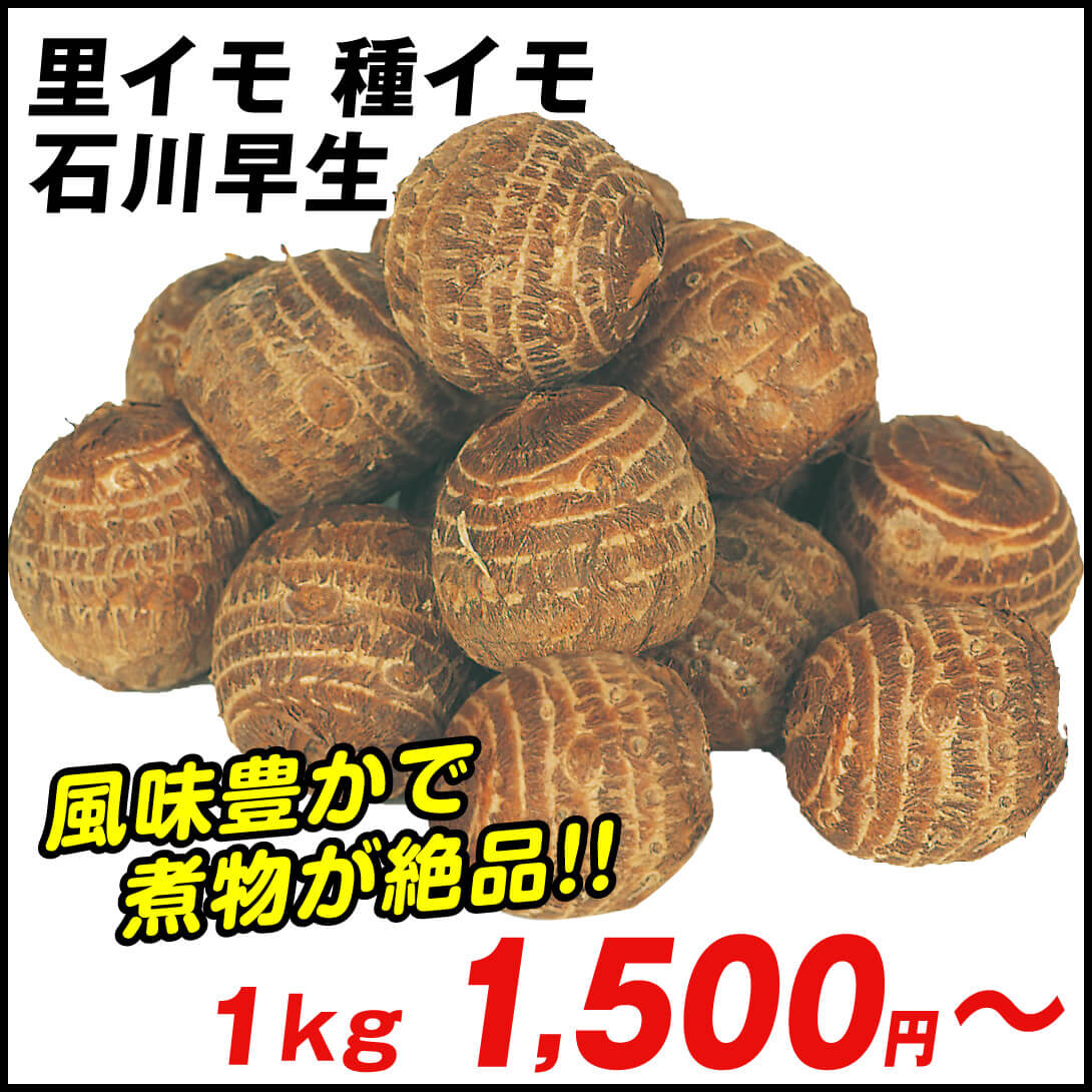 種いも 里いも 石川早生