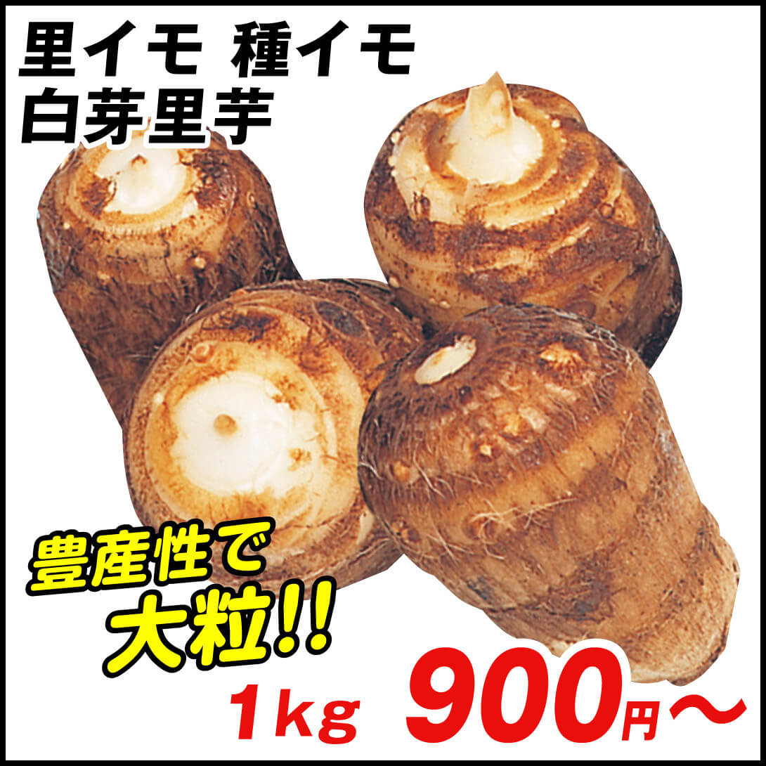 里いも種芋 白芽里芋 1kg