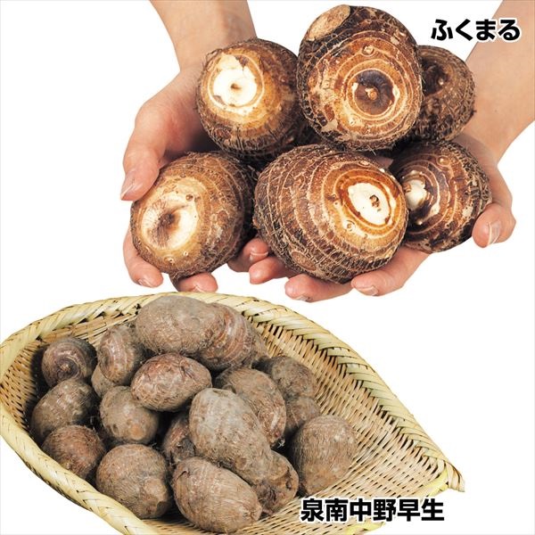 種芋 里いも おすすめ里いもセット 2種1kg