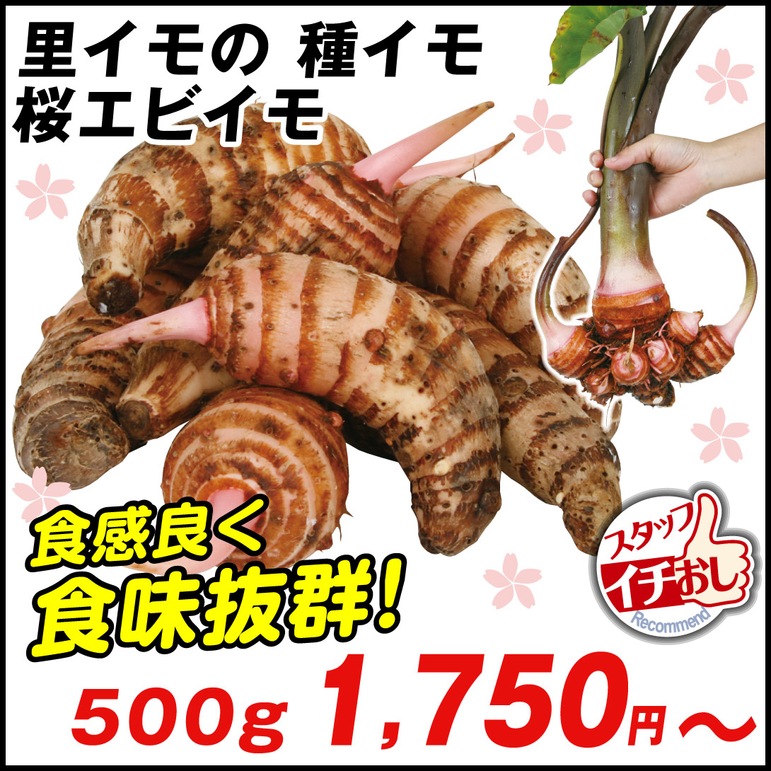 里いも種芋 桜エビイモ 500g