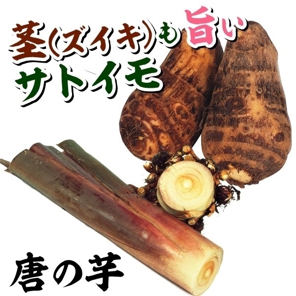 里いも種芋 唐の芋