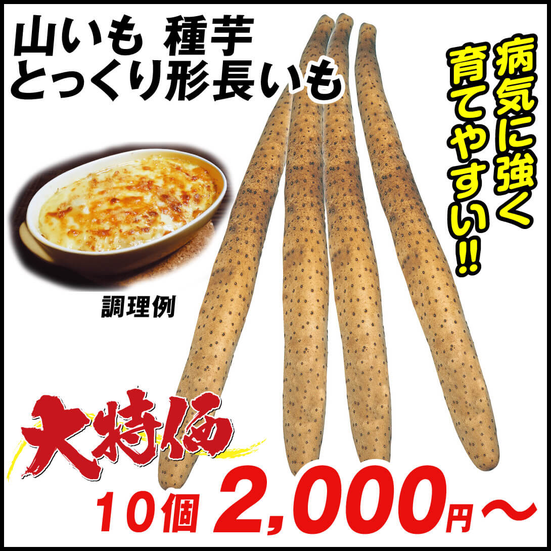 とっくり形長いも