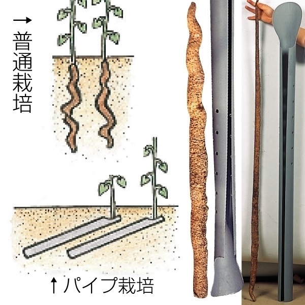 種いも 長いもパイプ 5本